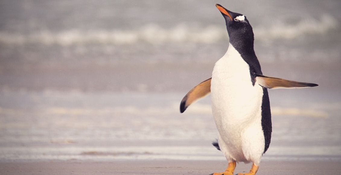 Marzo de 2016: Una conexión mágica con un… pingüino inolvidable